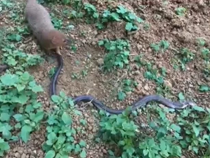 CLIP: Thấy hổ mang cực độc, cầy Mangut vẫn lao vào như không và kết cục bất ngờ