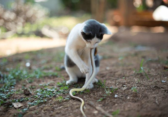 Vì sao mèo luôn áp đảo rắn trong cuộc đối đầu sinh tồn?