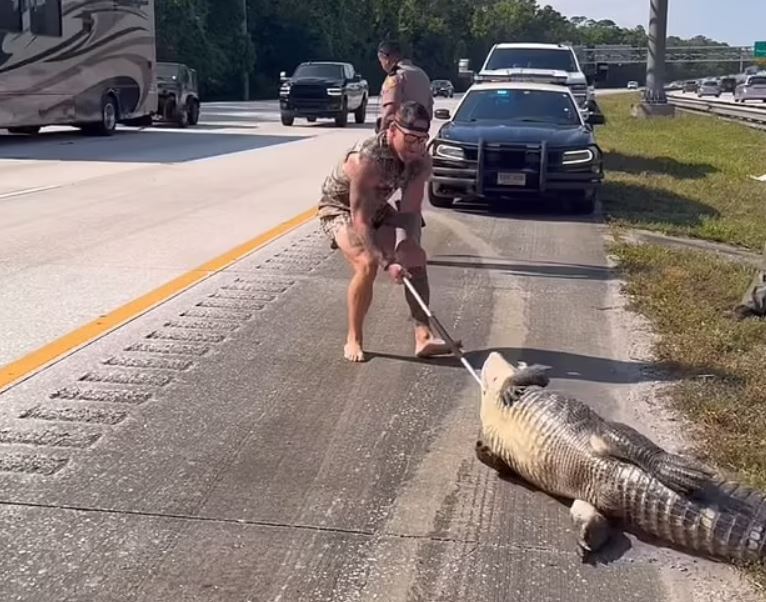 CLIP: Võ sĩ MMA đi chân trần vật lộn với cá sấu dài 3 mét trên cao tốc Florida