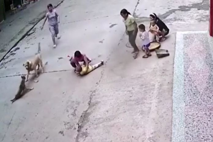 CLIP: Chó nhà dũng cảm cứu em bé khỏi bị chó lạ tấn công và kết cục mãn nhãn