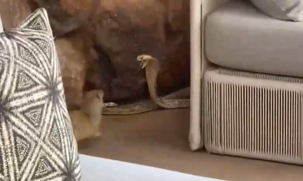 CLIP: Hổ mang Nam Phi “độn thổ” tránh nanh vuốt tử thần của cầy Mangut