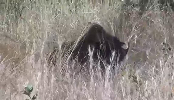 CLIP: Lợn bướu thoát hiểm ngoạn mục nhờ màn giao đấu nảy lửa giữa hai con báo hoa mai