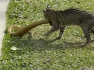 CLIP: Mèo hoang tung đòn hiểm, hạ gục rắn viper độc địa trong cuộc chiến sinh tồn