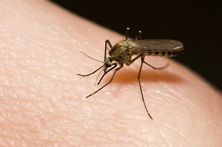 Tại sao trời tối đen mà muỗi vẫn tìm được người để đốt?