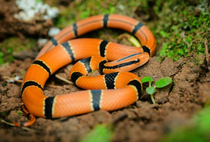 Loài rắn không có nọc độc, màu sắc sặc sỡ dễ bị giết nhầm vì nghi là rắn cực độc tại Việt Nam