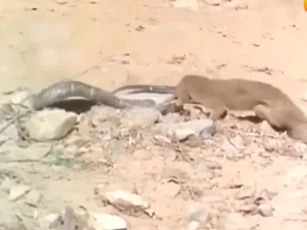 CLIP: Cầy Mangut loạng choạng vì trúng độc hổ mang, kẻ săn rắn đôi khi cũng phải trả giá