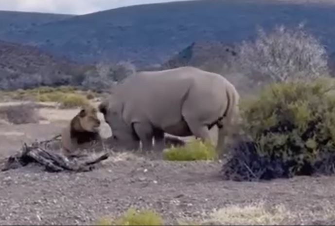 CLIP: Liều mạng vồ tê giác, sư tử suýt phải trả giá đắt