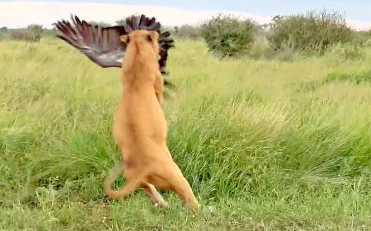 CLIP: Trộm thức ăn thừa của sư tử, kền kền phải trả giá bằng cả tính mạng