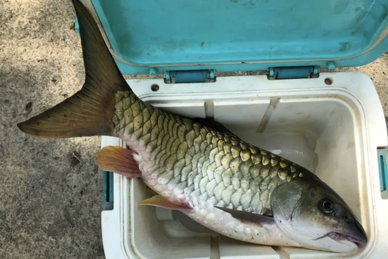 Cá trầm hương - 'Báu vật' kỳ lạ của núi rừng Cao Bằng, mang tên loài gỗ quý, thịt chắc và mùi thơm bí ẩn khiến ai cũng tò mò