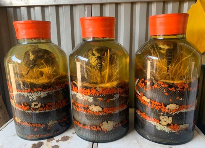 Giải mã bí ẩn về rượu rắn, liệu nó có tốt như lời đồn?