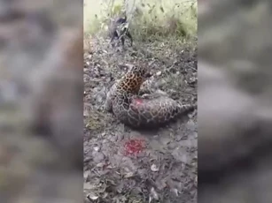 CLIP: 15 con chó săn hợp lực vây hãm báo đốm và kết cục bi thảm cho kẻ săn mồi lừng danh