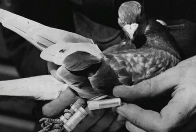 Giải mã khả năng "định vị thần kỳ" của chim bồ câu đưa thư