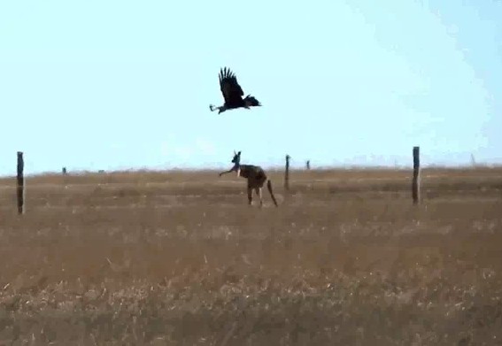 CLIP: Đại bàng liều lĩnh tấn công kangaroo và cái kết bất ngờ