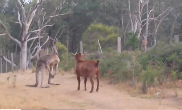 CLIP: Kangaroo chạm trán dê hiếu chiến trên đường mòn, cuộc đối đầu không khoan nhượng