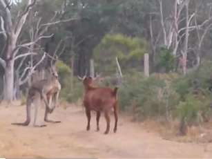 CLIP: Kangaroo chạm trán dê hiếu chiến trên đường mòn, cuộc đối đầu không khoan nhượng