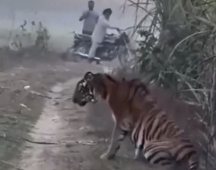 CLIP: Hổ dữ bất ngờ xuất hiện gần làng, người dân thản nhiên quay phim và cái kết bất ngờ