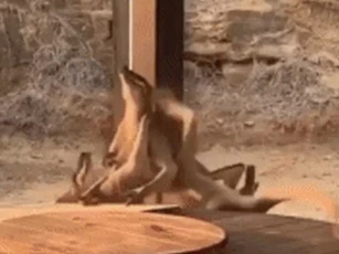 CLIP: Hai con kangaroo “quyết chiến” như những tay đấm say xỉn, làm náo loạn cả khu dân cư