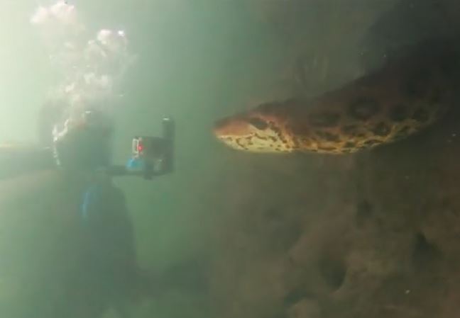 CLIP: Đụng độ nhóm thợ lặn dưới sông, trăn Anaconda dài 7 mét làm ra hành động bất ngờ