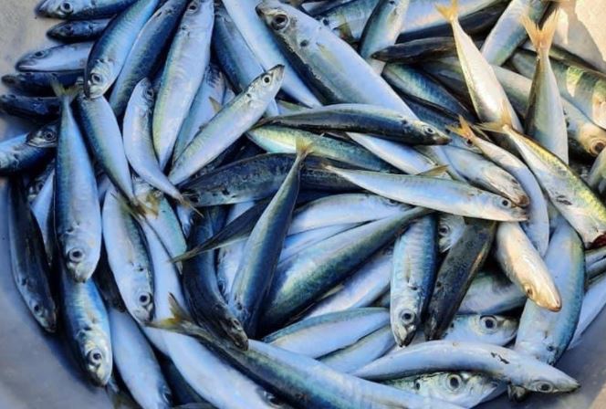 Đi chợ mà gặp loại cá này thì nên mua ngay: Vừa ngon lại rẻ, bổ ngang tổ yến nhân sâm