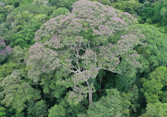 Loài cây kỳ lạ có khả năng 'gọi sét' để tiêu diệt đối thủ cạnh tranh