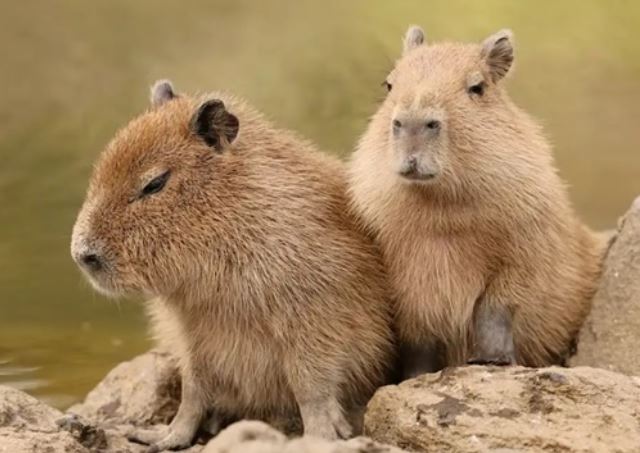 Tại sao con người không có mùa sinh sản như động vật?