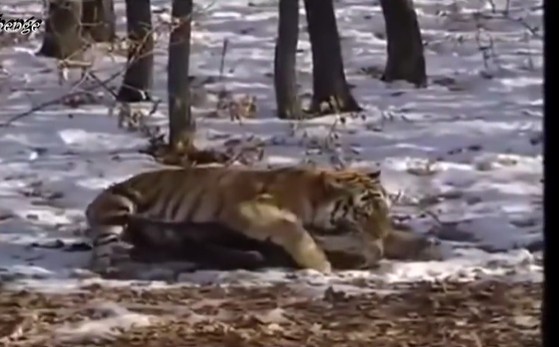 CLIP: Những khoảnh khắc săn mồi mãnh liệt của chúa sơn lâm