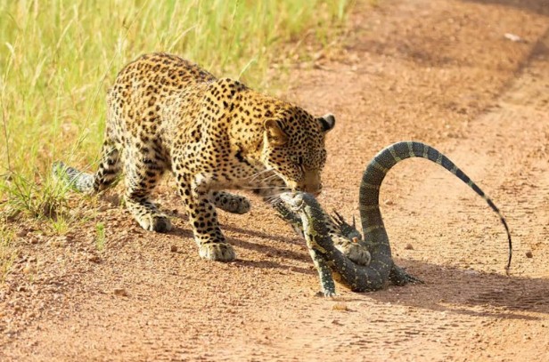 CLIP: Kỳ đà dũng mãnh đối đầu báo hoa mai