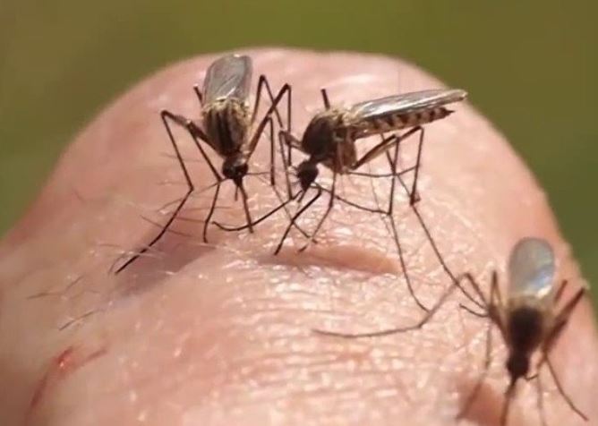 Thường xuyên bị muỗi đốt có phải do thịt thơm không? Câu trả lời của chuyên gia khiến nhiều người bất ngờ