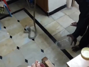 CLIP: Người đàn ông khiến người xem phải trầm trồ với kỹ năng bắt rắn điêu luyện