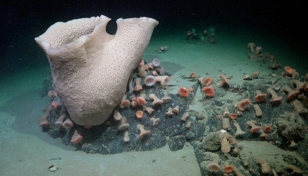 Phát hiện thế giới sinh vật kỳ bí dưới lớp băng Nam Cực