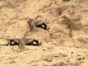 CLIP: Cặp chim dikkop dũng cảm hợp sức đánh đuổi thằn lằn bảo vệ tổ trứng