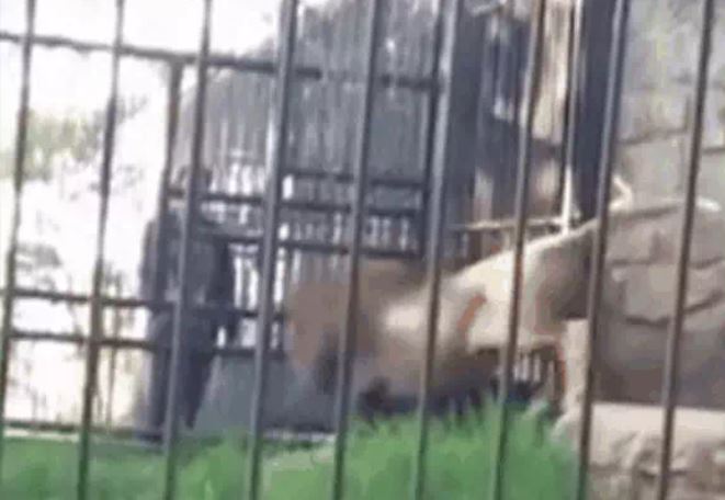 CLIP: Say rượu rồi vào vườn thú chọc sư tử, nam thanh niên bị mèo lớn ngoạm nát tay