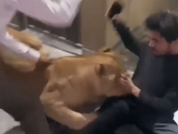 CLIP: Nu&#xF4;i s&#x1B0; t&#x1EED; l&#xE0;m th&#xFA; c&#x1B0;ng, ch&#xE0;ng trai b&#x1ECB; ch&#xFA;a s&#x1A1;n l&#xE2;m c&#x1EAF;n x&#xE9; v&#xE0; m&#xE0;n gi&#x1EA3;i c&#x1EE9;u c&#x1EE7;a ch&#x1EE7; nh&#xE0; khi&#x1EBF;n ng&#x1B0;&#x1EDD;i xem &#x27;th&#xF3;t tim&#x27;