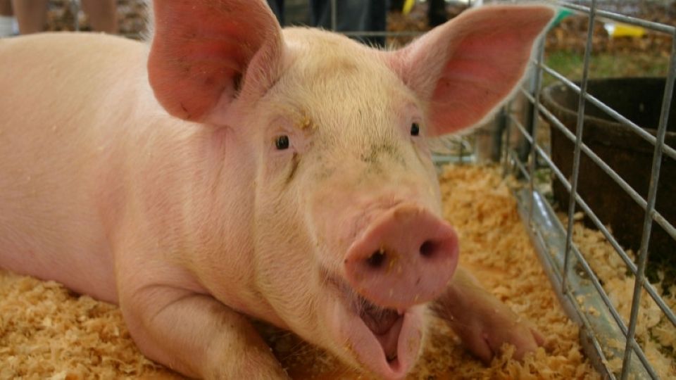 Giá heo hơi ngày 5/5: Ba miền đồng loạt giữ giá ổn định