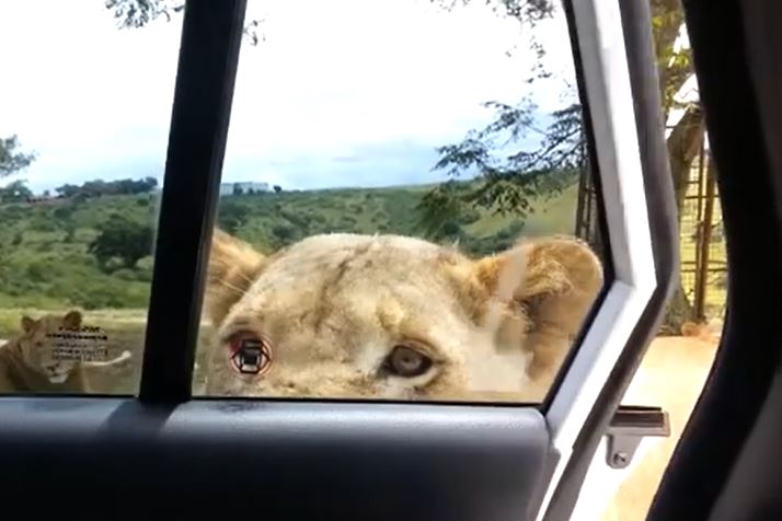 CLIP: Hoảng hồn trước màn mở cửa xe ô tô bằng răng của sư tử và cái kết gay cấn