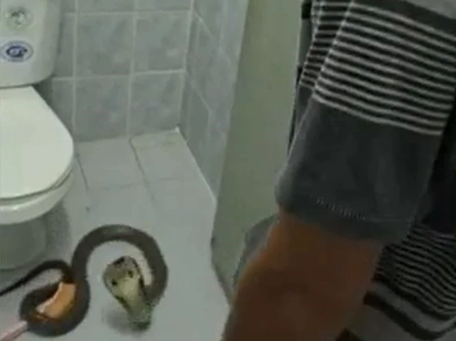 Ảnh cắt từ clip.