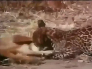 CLIP: Cái kết đẫm máu cho kẻ cả gan thách thức “báo vương”