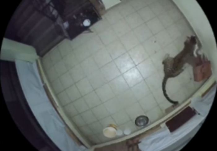 CLIP: Nửa đêm, báo hoa mai lẻn vào nhà dân bắt trộm chó nhà rồi tha đi