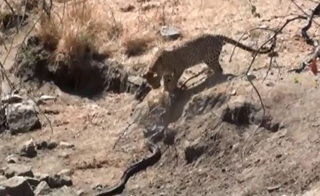 CLIP: Báo hoa mai tung đòn chí mạng, hạ sát trăn đá 'khủng'