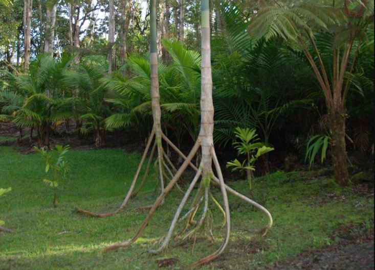 Giải mã loài cây 'biết đi' duy nhất trên thế giới: Sự thật đằng sau hiện tượng kỳ lạ tại rừng mưa nhiệt đới Nam Mỹ