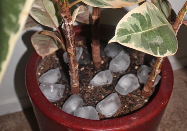 Đặt đá viên vào chậu cây: Bí quyết đơn giản giúp cây lớn nhanh như thổi trong mùa hè oi ả