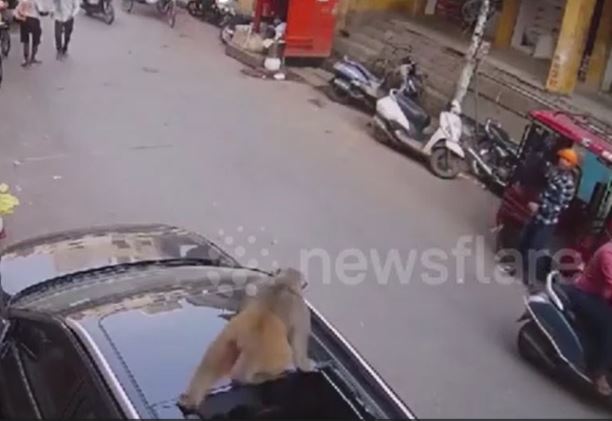 CLIP: Khỉ hoang rơi từ trên cao xuống, làm vỡ cửa sổ trời ô tô và màn thoát thân như chưa có chuyện gì xảy ra