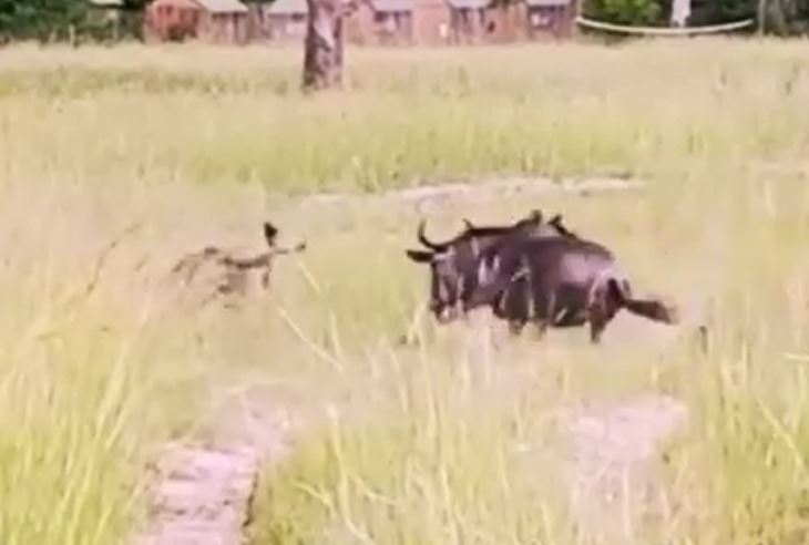 CLIP: Linh dương đầu bò liều mình chiến đấu với báo hoa mai để cứu con và kết cục đau lòng