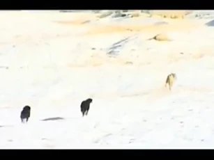 CLIP: Chó sói sa lưới nhận kết cục bi thảm dưới móng vuốt bầy chó săn