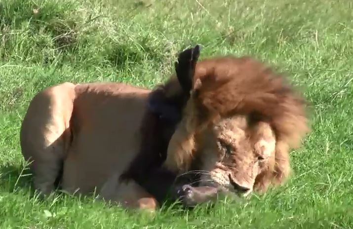 CLIP: Sư tử đực đoạt mạng trâu rừng con giữa vùng đồng cỏ