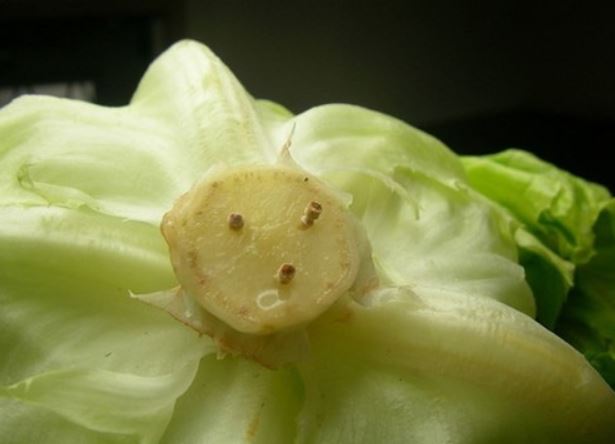 M&#x1EB9;o b&#x1EA3;o qu&#x1EA3;n rau x&#xE0; l&#xE1;ch t&#x1B0;&#x1A1;i c&#x1EA3; tu&#x1EA7;n ch&#x1EC9; v&#x1EDB;i... v&#xE0;i que t&#x103;m