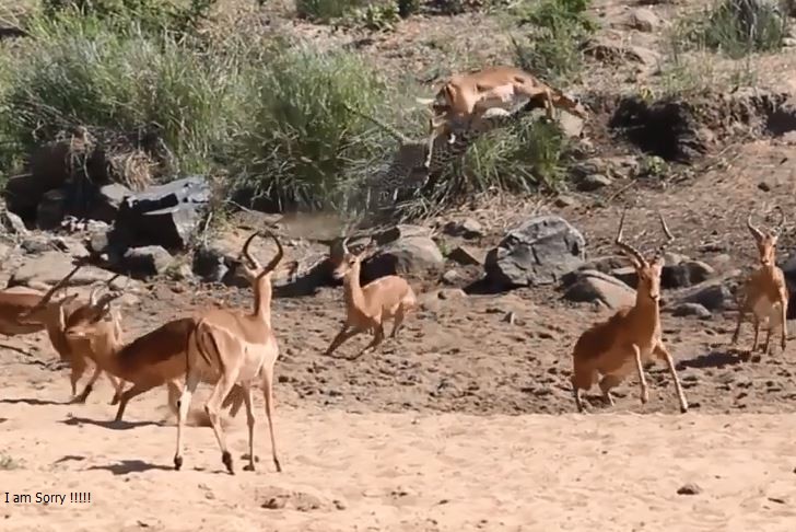 CLIP: Báo hoa mai ẩn thân tuyệt đỉnh, ra đòn nhanh như chớp đoạt mạng linh dương Impala