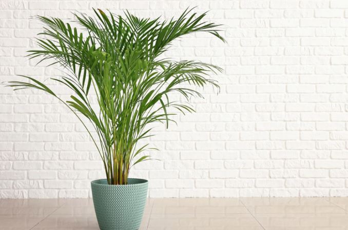 6 loại cây cảnh không chỉ đẹp mà còn giúp thanh lọc không khí trong phòng khách