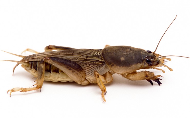 Từ "kẻ phá hoại" thành đặc sản tiền triệu: Dế trũi gây sốt trên thị trường