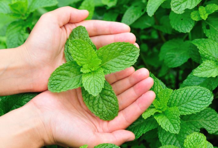 3 loại cây cảnh vừa đẹp nhà vừa đuổi muỗi cực hiệu quả: ‘Lá chắn xanh’ chống sốt xuất huyết mùa hè